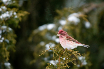 Purple Finch (Carpodacus purpureus) male in Juniper tree (Juniperus chinensis 'Keteleeri') in winter, Marion, Illinois, USA.