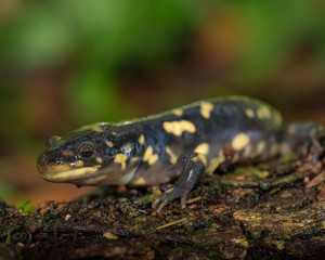 Tiger salamander, Ambystoma tigrinum tigrinum, central Florida