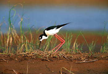 Black-necked Stilt (Himantopus Mexicanus) turning eggs at nest, Karl Bartel Grassland Prairie Ridge State Natural Area, Marion County, Illinois