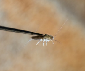 Silverfish on a needle. Pest books and newspapers. Insect feeding on paper - silverfish