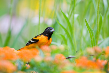 Baltimore Oriole (Icterus galbula) male in flower garden Marion, Illinois, USA.