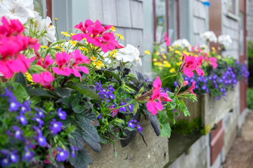 Fototapeta na wymiar Flowers in window boxes, Nantucket, Massachusetts, USA