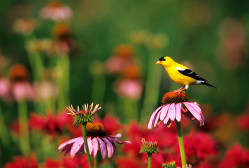 American Goldfinch (Carduelis tristis) male on Purple Coneflower (Echinacea purpurea) in flower garden, Marion County, Illinois