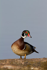 Wood Duck (Aix sponsa) male on log in wetland, Marion, Illinois, USA.