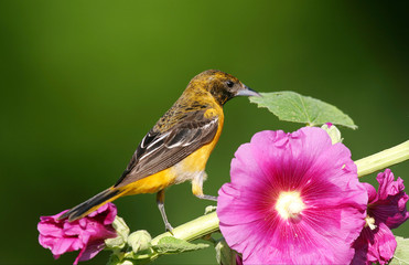 Baltimore Oriole (Icterus galbula) female on Hollyhock (Alcea rosea). Marion, Illinois, USA.