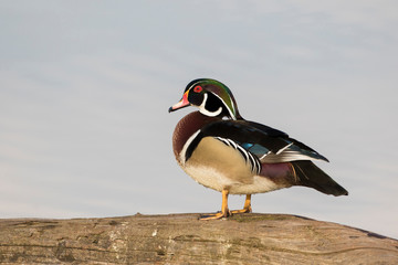Wood Duck (Aix sponsa) male in wetland, Marion County, Illinois