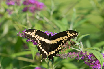 Giant Swallowtail (Papilio Cresphontes) on Butterfly Bush (Buddleja Davidii) Marion County, Illinois