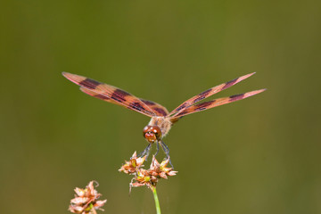 Halloween Pennant dragonfly (Celithemis eponina) male DuPage, Illinois, USA.