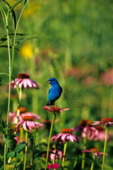 Indigo Bunting (Paserina cyanea) male on Purple Coneflower (Echinacea purpurea) Marion Co Illinois
