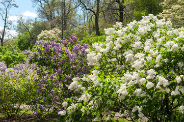 USA, Massachusetts, Boston, Arnold Arboretum, lilac trees