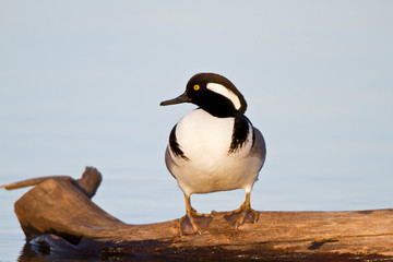 Hooded Merganser (Lophodytes cucullatus) male on log in wetland, Marion, Illinois, USA.