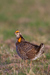 Greater Prairie Chicken (Tympanuchus cupido) male on lek, Prairie Ridge State Natural Area, Jasper, Illinois, USA.