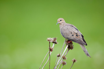 Mourning Dove (Zenaida macroura) on seed head of Purple Coneflower (Echinacea purpurea). Marion,...