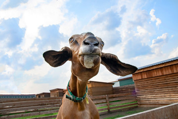 portrait of a cute brown goat living on a farm