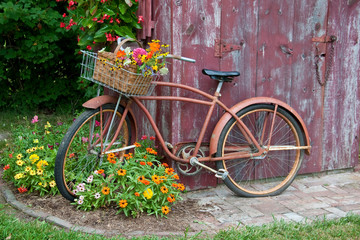 Fototapeta na wymiar Old bicycle with flower basket next to old outhouse garden shed. Red Wing Begonias, Zinnias, Snapdragons (Antirrhinum) Marion County, Illinois