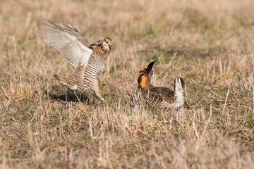 Greater Prairie-Chickens (Tympanuchus Cupido) males fighting-territorial dispute on lek Prairie Ridge State Natural Area, Marion County, Illinois