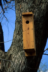 Northern flicker nest box Illinois