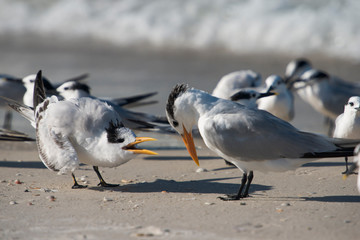 A juvenile Lesser Tern is squawking for food from mother