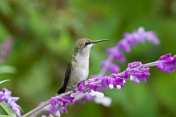 Fototapeta na wymiar Ruby-throated Hummingbird (Archilochus colubris) immature at Mexican Bush Sage (Salvia leucantha). Marion, Illinois, USA.