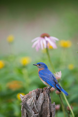 Eastern Bluebird (Sialia Sialis) male in flower garden, Marion County, IL