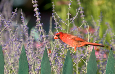 Northern Cardinal (Cardinalis cardinalis) male on fence near Russian Sage (Perovskia atriplicifolia). Marion, Illinois, USA.