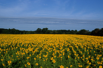 Obraz premium Common Sunflowers (Helianthus annus) Illinois