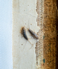 Pest books and newspapers. Insect feeding on paper - silverfish, lepisma