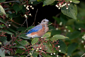 Eastern Bluebird (Sialia sialis) immature male in Gray Dogwood bush (Cornus racemosa) with berries, Marion, Illinois, USA.