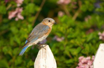 Eastern Bluebird (Sialia sialis) female on picket fence near Lilac bush, Marion, Illinois, USA.