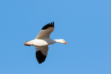 Snow Goose (Chen caerulescens) flying, Marion County, Illinois