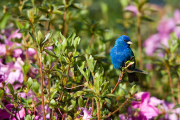 Indigo Bunting (Passerina cyanea) male in Azalea bush (Azalea sp). Marion, Illinois, USA.