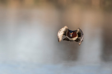 Wood Duck (Aix sponsa) male in flight, Marion County, IL