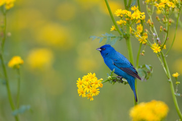 Indigo Bunting (Passerina cyanea) male on Butterweed (Senecio glabellus), Marion, Illinois, USA.