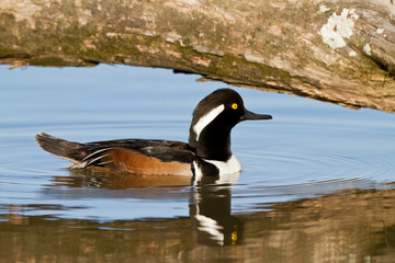 Hooded Merganser (Lophodytes cucullatus) male in wetland, Marion, Illinois, USA.