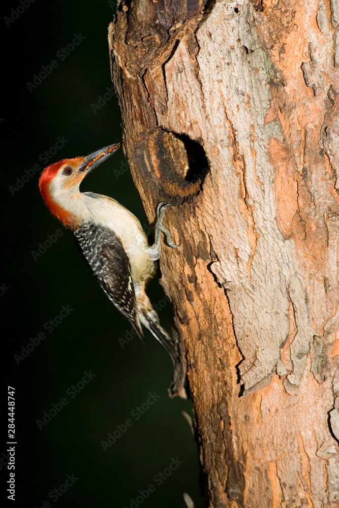 Sticker red-bellied woodpecker (melanerpes carolinus) male at nest cavity, marion, illinois, usa.