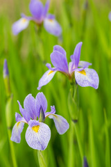 Blue Flag Iris (Iris versicolor) in wetland, Marion County, IL