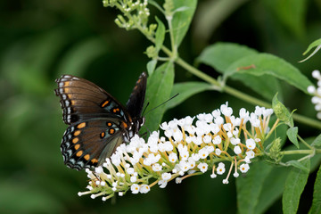 Red-spotted Purple (Limenitis Arthemis) on Butterfly Bush (Buddleja Davidii) Marion County, Illinois