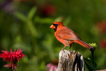 Northern Cardinal (Cardinalis cardinalis) male on fence post in flower garden, Marion, Illinois, USA.