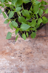 Pepper seedlings in black plastic cups on the table, top view