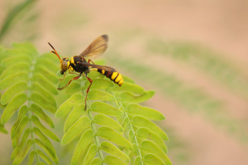 The soft focus Paper Wasps,Vespa affinis,Lesser Banded Hornet insect.