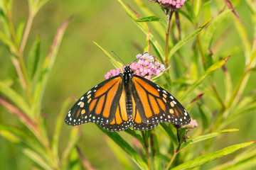 Monarch Butterfly (Danus plexippus) on Swamp Milkweed (Asclepias incarnata), Marion County, IL