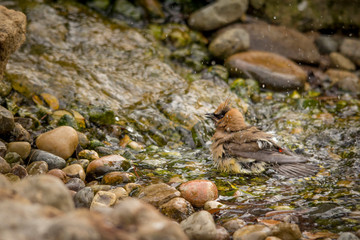Cedar waxwing bathing in stream, Illinois