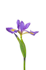 Blue Flag Iris (Iris versicolor) with white background, Marion County, IL
