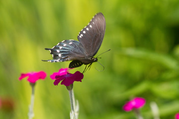 Pipevine Swallowtail butterfly (Battus philenor) flying from Rose Campion (Lychnis coronaria), Marion, Illinois, USA.