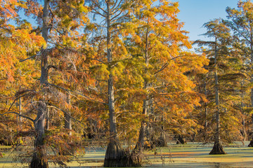Bald cypress trees in fall, Horseshoe Lake State Fish and Wildlife Areas, Alexander County, IL