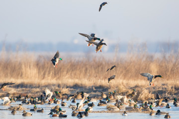 Mallards (Anas Platyrhynchos) flying from wetland, Marion County, Illinois