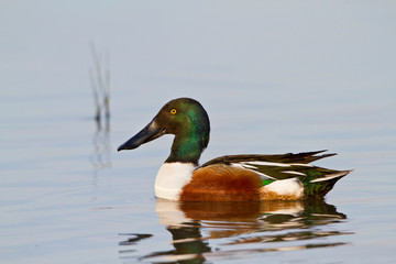 Northern Shoveler (Anas clypeata) male in wetland, Marion, Illinois, USA.