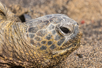 USA, Hawaii, Honokohau Bay. Green sea turtle close-up. Credit as: Cathy & Gordon Illg / Jaynes Gallery / DanitaDelimont.com