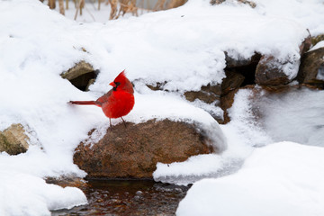 Northern Cardinal (Cardinalis cardinalis) male drinking in winter, Marion, Illinois, USA.