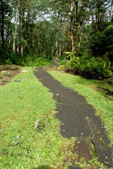Fototapeta premium USA, Hawaii, The island of Hawaii, Hilo. Lava Tree State Park.